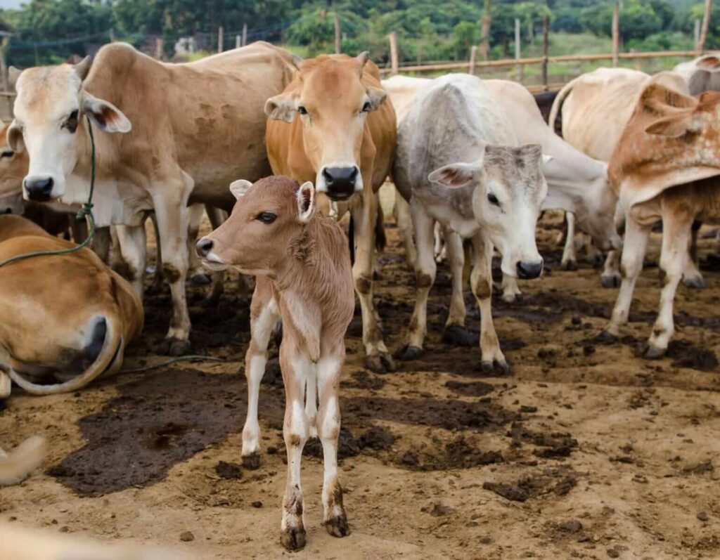 Cattle Posting Mixed Action at the End of the Week