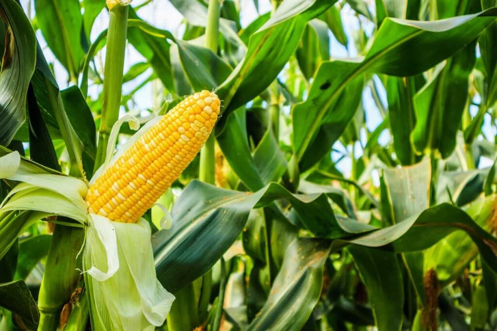 Corn Pulling Back on Wednesday Corn Pulling Back on Wednesday