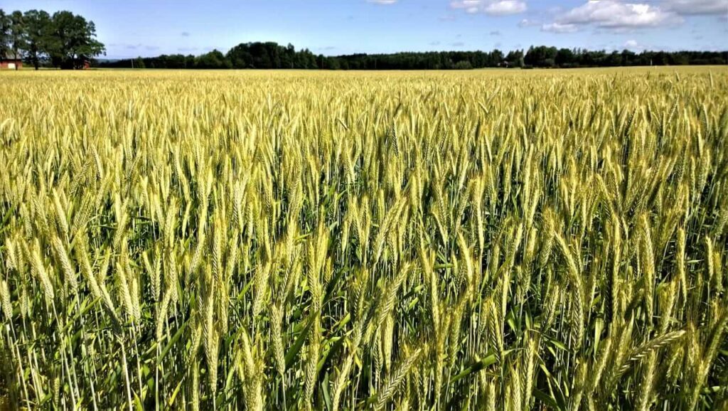 Wheat Falling Early on Thursday Wheat Falling Early on Thursday